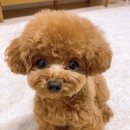 하얀강아지&고양이 이미지