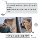츄츄애견 | 애견봉사를 다녀옴
