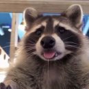 임진강민물장어 이미지