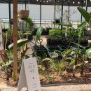 와보라농원4가 | 용인 가볼만한곳 가든온 마당, 초보 식집사 식물 구매 후기