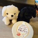 Happiness puppy 이미지