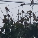 안심1리경로당 이미지