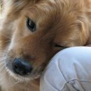 못된 강아지 이미지