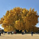 은행나무펜션 | 강원 원주 반계리 은행나무 반려견 동반 방문 후기