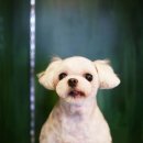 아가펫살롱 이미지