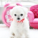 토이패밀리 이미지