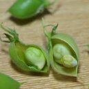 병아리 콩 이미지