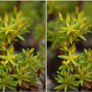 한국의 자원식물. 앙증맞게 반짝이는 작은별, 바위채송화[柳葉景天] 이미지