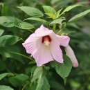 신트리공원 이미지