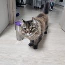 펫모닝 | (고양이 낚시대) 고양이가 환장하는 꿩깃털 낚시대 후기 (펫모닝 스윙캣 꿩깃털 고양이 낚싯대)