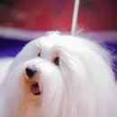 꼬똥켄넬 이미지