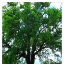 임고초등학교 이미지