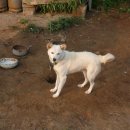 땡칠이 민박 이미지