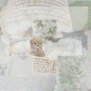 견공간샵 | 보령 애견분양 시바견 찐후기! 다른 펫샵과 달랐던 이유