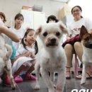 포근하개 이미지