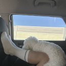 솔푸른향기애견 | 단체로 즐기는 태안 천연잔디 운동장 솔푸른향기애견펜션 추천 및 후기