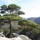 숲을향한시선 이미지