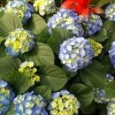 호산나화원 이미지