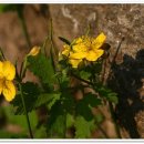 도비산 등산로 이미지