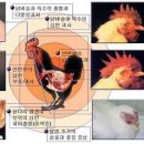 닭 오리 감염 조류독감 증상 조류 인플루엔자 치명성 이미지