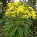 라팔마방가지똥 [La Palma sow-thistle (Sonchus palmensis)] 이미지