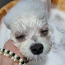 댕댕아야옹 이미지