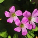 영원여인숙 이미지