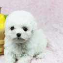 도그블랑 이미지