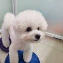 알로하 동물병원 네이버블로그