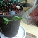 애플민트 이미지