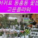 서귀포꽃집 고운플라워에서 이사 축하 선물을 고릅니다