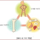 섹칼슘 이미지