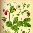 - 야생딸기, Wild strawberry 이미지