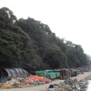 완도 맹선리 상록수림 이미지