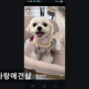 한사랑 애견미용샵 이미지