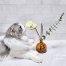 위드 마이 펫 이미지