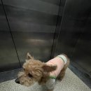 21세기정형외과의원 | 개한테 물렸을때 병원 , 상처치료, 파상풍주사, 항생제 주사