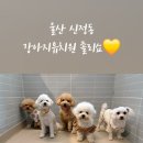 졸리쇼 네이버블로그