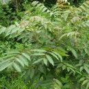 옻나무집 이미지