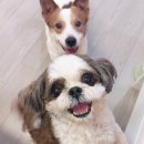 호진A(구 호진2) | 강아지 안검봉합술 후기(1): 각막궤양, 출혈 증상