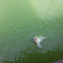 신애낚시터 이미지