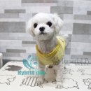 임피리얼펫 이미지