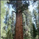 나무의 꿈 이미지