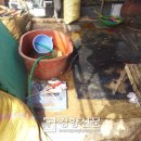 도내흑염소 이미지