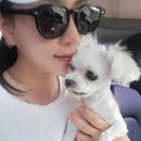 내새끼 펫 이미지