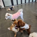 스누독 네이버블로그