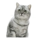 퍼스트독앤캣 이미지