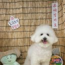 부산애견호텔 24시 강아지 유치원 미용 도그드림 서면점 이미지