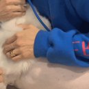 가온동물의료센터 이미지