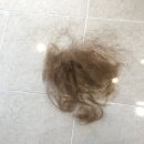살롱드 비인 이미지